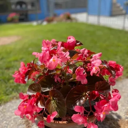 Διαμέρισμα Dolce Sogno *